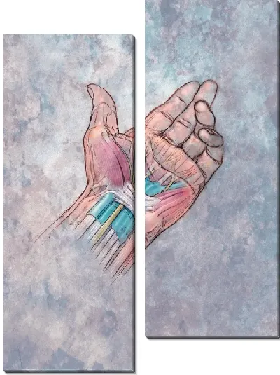 Модульная картина Строение руки (The structure of the hand)