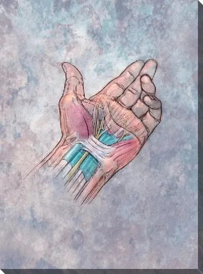 Постер Строение руки (The structure of the hand)