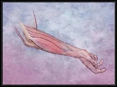 Картина Мышцы руки (Arm muscles)