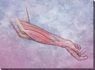 Постер Мышцы руки (Arm muscles)