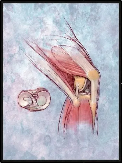 Картина Мышцы ноги (Leg muscles)