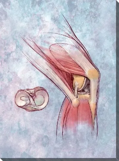 Постер Мышцы ноги (Leg muscles)