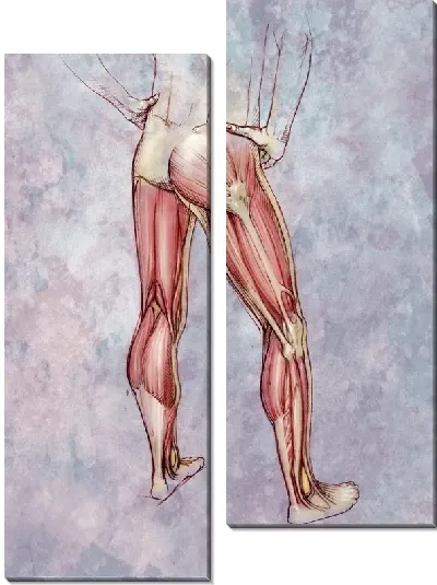 Модульная картина Мышцы ноги (Leg muscles) №2
