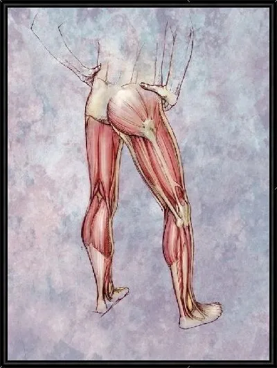 Картина Мышцы ноги (Leg muscles) №2
