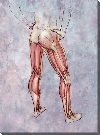 Постер Мышцы ноги (Leg muscles) №2