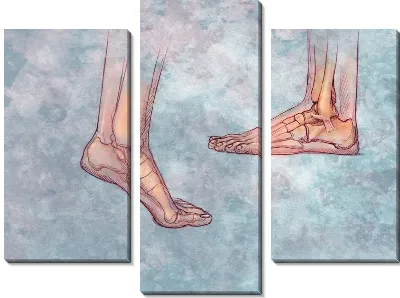 Модульная картина Кости ступни (Bones of the foot)