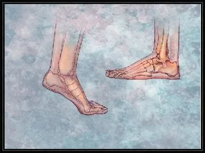 Картина Кости ступни (Bones of the foot)