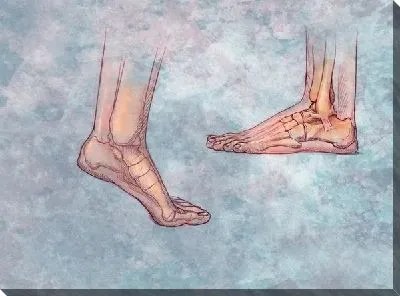 Постер Кости ступни (Bones of the foot)
