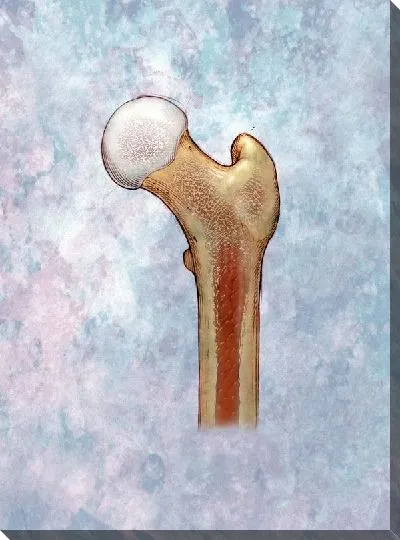 Постер Кость (Bone)