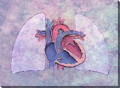 Постер Сердце (Heart) №4