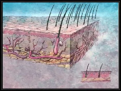 Картина Луковицы волос (Hair follicles)