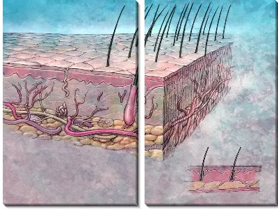 Луковицы волос (Hair follicles)