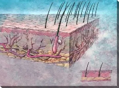 Луковицы волос (Hair follicles)
