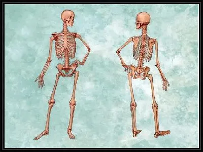 Картина Скелет (Skeleton)