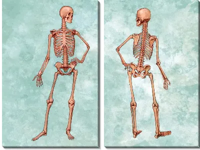 Скелет (Skeleton)