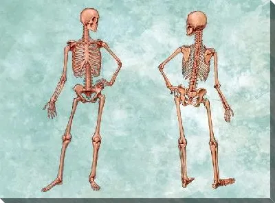 Скелет (Skeleton)