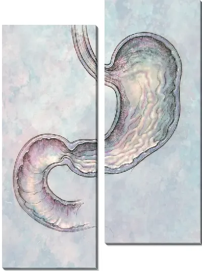 Модульная картина Желудок (Stomach)