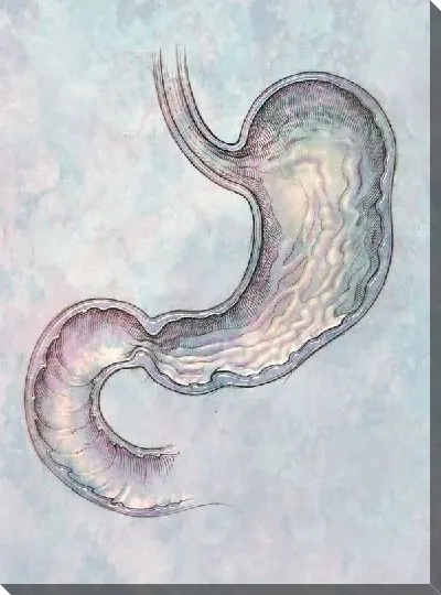 Постер Желудок (Stomach)