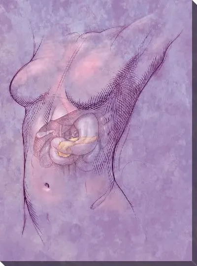 Постер Анатомическое строение (Anatomical structure) №16