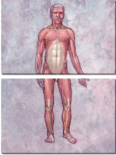 Модульная картина Мышцы человека (Human muscles)