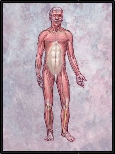 Картина Мышцы человека (Human muscles)