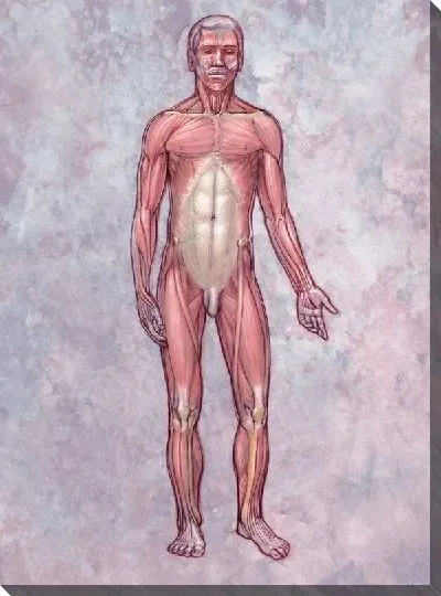 Постер Мышцы человека (Human muscles)