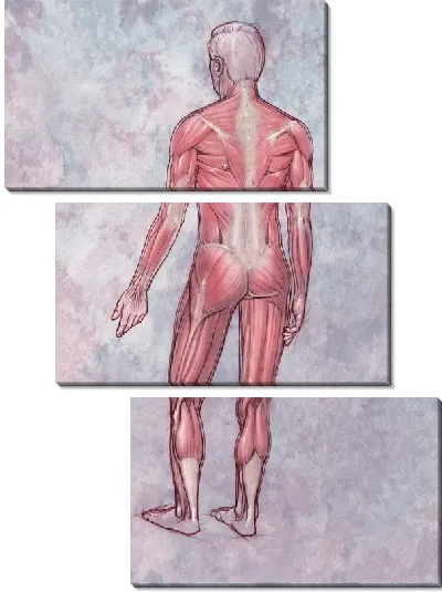 Модульная картина Мышцы человека (Human muscles) №2