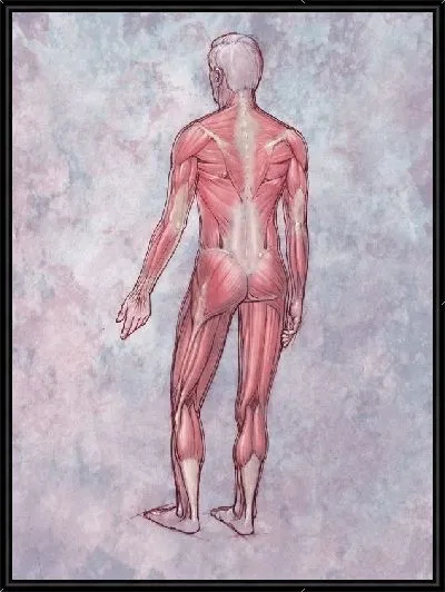 Картина Мышцы человека (Human muscles) №2