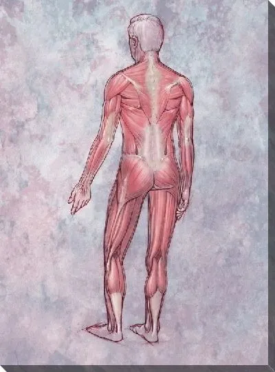 Постер Мышцы человека (Human muscles) №2