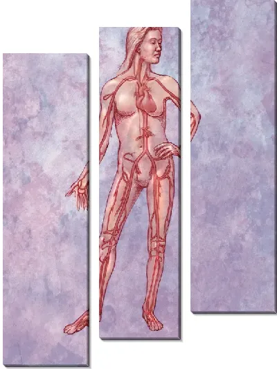 Модульная картина Кровеносная система (Circulatory system) №2