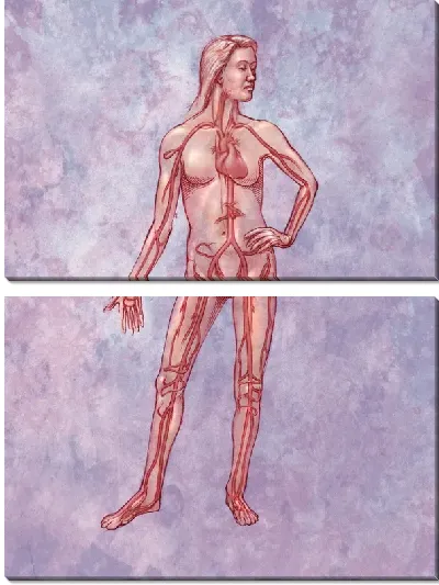 Модульная картина Кровеносная система (Circulatory system) №2