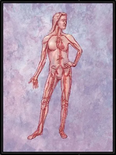 Картина Кровеносная система (Circulatory system) №2
