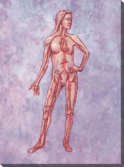 Постер Кровеносная система (Circulatory system) №2