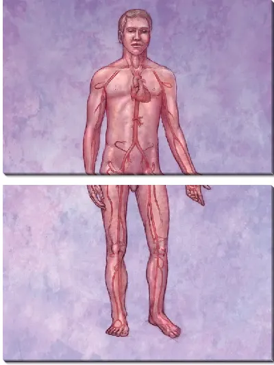 Модульная картина Кровеносная система (Circulatory system) №3