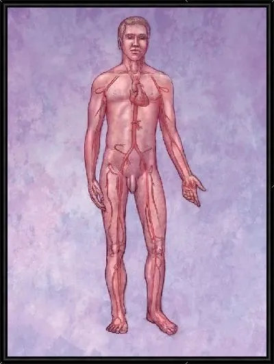 Картина Кровеносная система (Circulatory system) №3