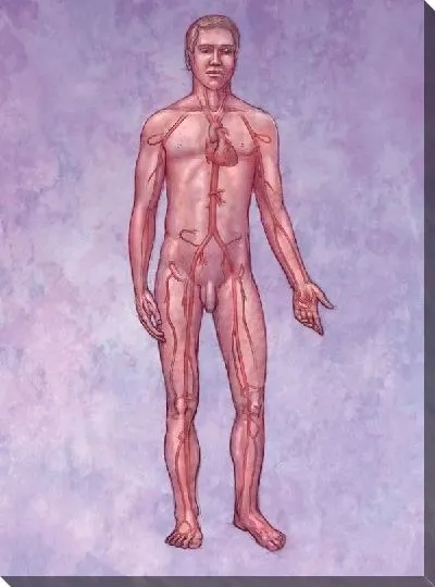 Постер Кровеносная система (Circulatory system) №3