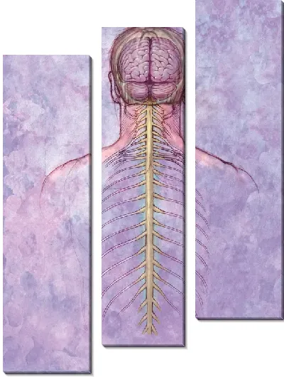 Модульная картина Нервная система (Nervous system)