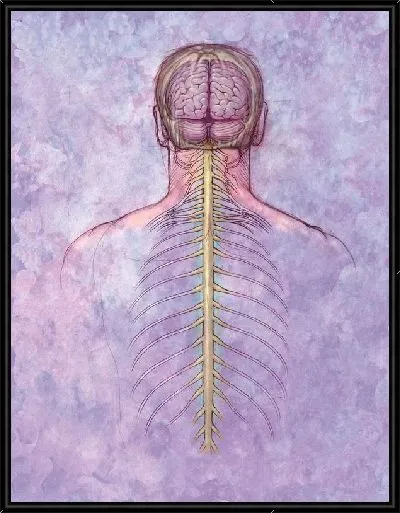 Картина Нервная система (Nervous system)