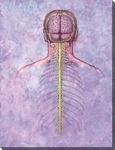 Постер Нервная система (Nervous system)