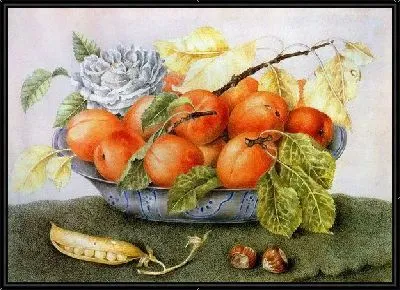 Ваза с абрикосами (Vase with apricots)