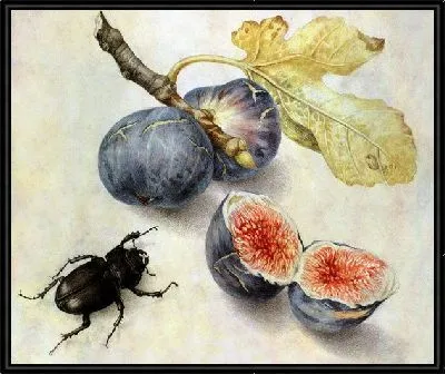 Жук рядом с фруктами (Beetle next to fruit)