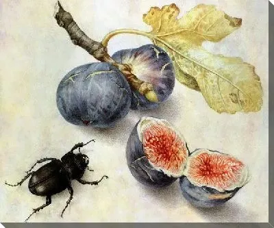 Жук рядом с фруктами (Beetle next to fruit)