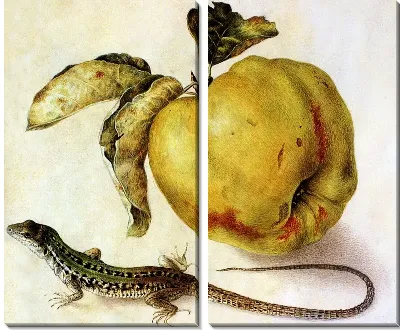 Яблока и ящерица (Apple and lizard)