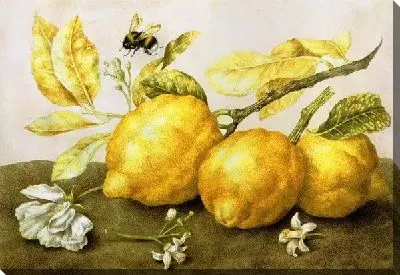 Картина Лимоны (Lemons)