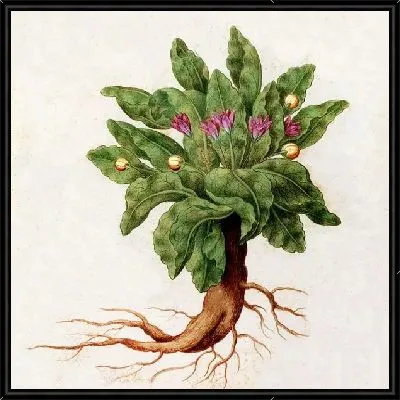 Картина Растение с фиолетовыми цветами (A plant with purple flowers)