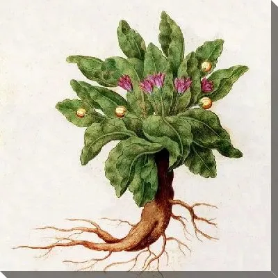 Картина Растение с фиолетовыми цветами (A plant with purple flowers)