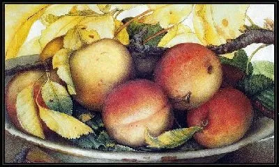 Спелые персики (Ripe peaches)