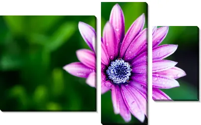 Модульная картина Лиловый цветок (Purple flower)