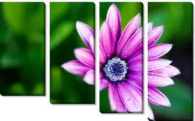 Модульная картина Лиловый цветок (Purple flower)