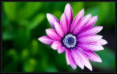 Картина Лиловый цветок (Purple flower)
